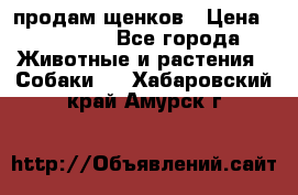 продам щенков › Цена ­ 15 000 - Все города Животные и растения » Собаки   . Хабаровский край,Амурск г.